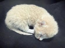 4 kitties will be ready to home in 7 weeks - Photo 8
