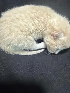 4 kitties will be ready to home in 7 weeks - Photo 9
