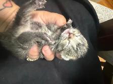 4 kitties will be ready to home in 7 weeks - Photo 10