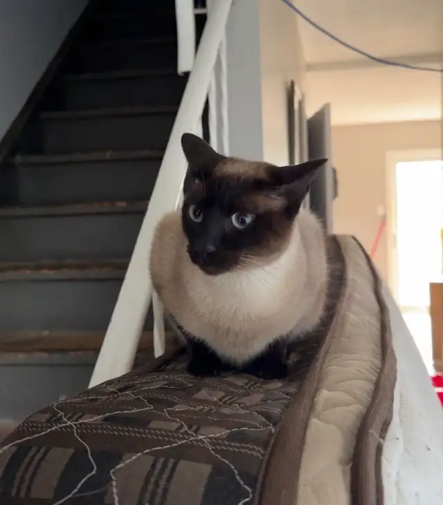 siamese cat F spayed