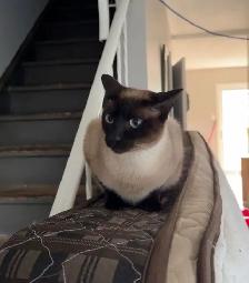 siamese cat F spayed