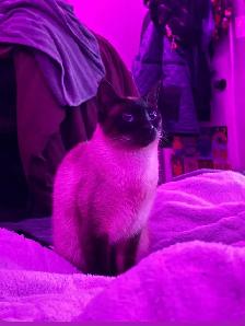 siamese cat F spayed - Photo 2