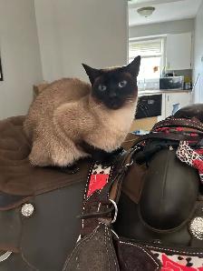 siamese cat F spayed - Photo 3