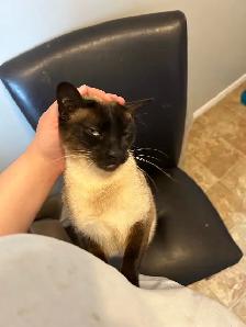 siamese cat F spayed - Photo 4