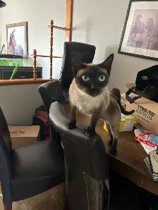 siamese cat F spayed - Photo 5