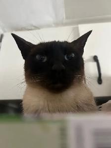 siamese cat F spayed - Photo 6
