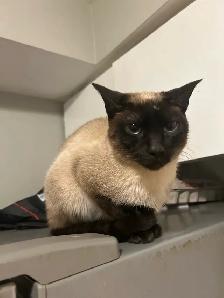 siamese cat F spayed - Photo 7