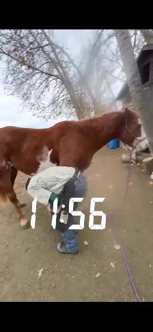 farrier services