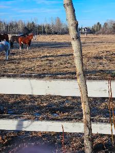 LOOKING TO LEASE ACREAGE.  Hall of Fame Horseman , semi-retired, - Photo 7