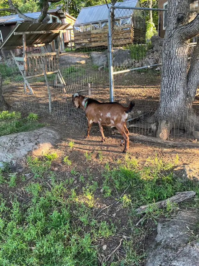 Goats For Sale