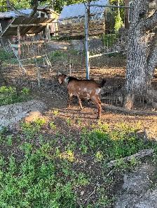 Goats For Sale