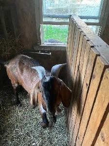 Goats For Sale - Photo 2