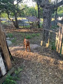 Goats For Sale - Photo 3