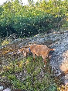 Goats For Sale - Photo 4