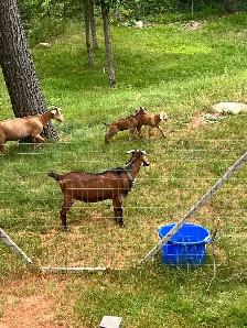 Goats For Sale - Photo 5