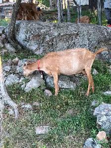 Goats For Sale - Photo 6