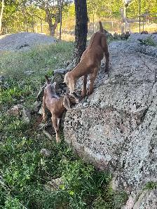 Goats For Sale - Photo 7