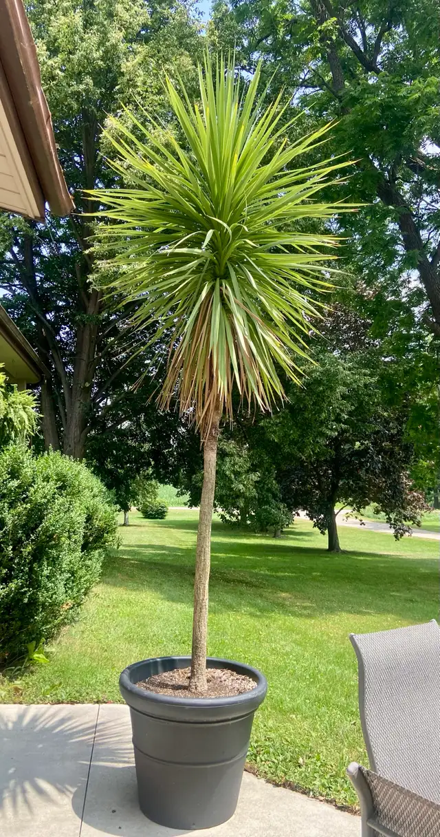 Palm Planters