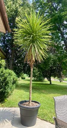 Palm Planters