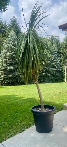Palm Planters - Photo 2