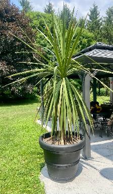 Palm Planters - Photo 3