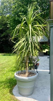 Palm Planters - Photo 4