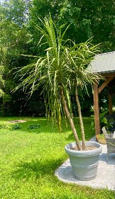 Palm Planters - Photo 5