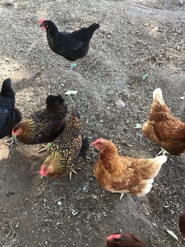 Laying Hens for Sale