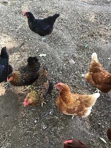 Laying Hens for Sale