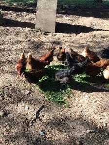 Laying Hens for Sale - Photo 2