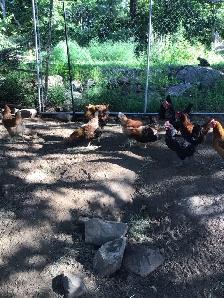 Laying Hens for Sale - Photo 3