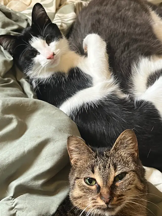Cats and kittens for rehoming