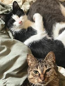 Cats and kittens for rehoming