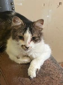 Cats and kittens for rehoming - Photo 2