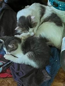 Cats and kittens for rehoming - Photo 3