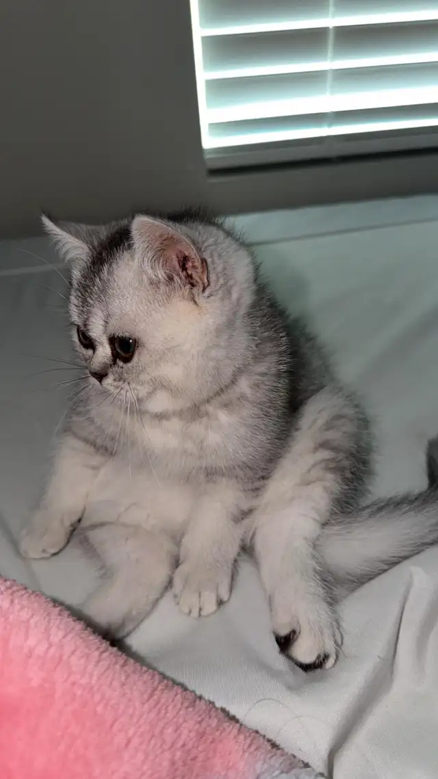 kitten British short hair for rehoming