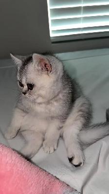kitten British short hair for rehoming