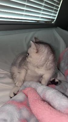 kitten British short hair for rehoming - Photo 2