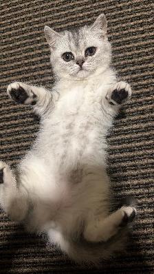 kitten British short hair for rehoming - Photo 3