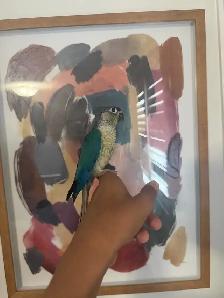 Violet Conure - Photo 2