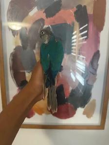 Violet Conure - Photo 3