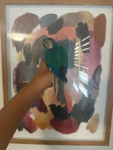 Violet Conure - Photo 5
