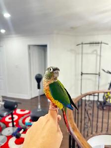 Baby Yellow Sided Conure