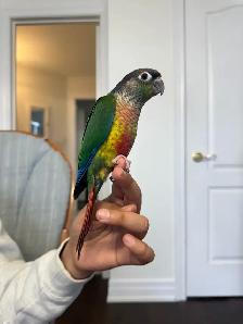 Baby Yellow Sided Conure - Photo 2