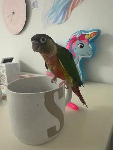 Baby Yellow Sided Conure - Photo 3