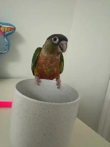 Baby Yellow Sided Conure - Photo 4