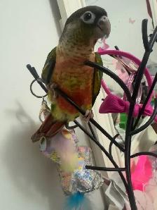 Baby Yellow Sided Conure - Photo 5