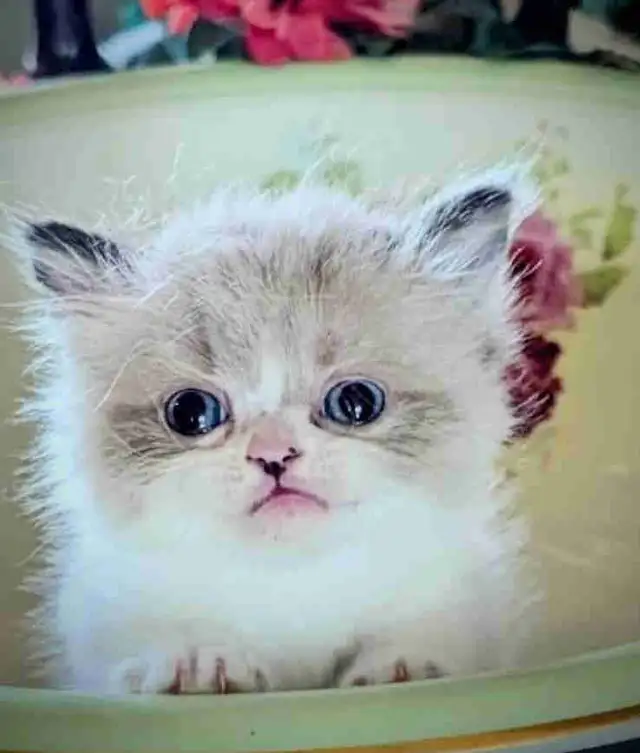 MUNCHKIN kitten for sale