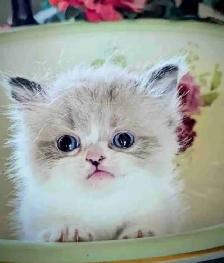 MUNCHKIN kitten for sale
