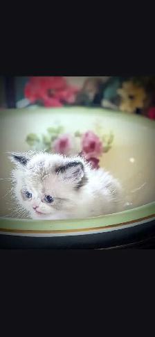 MUNCHKIN kitten for sale - Photo 3
